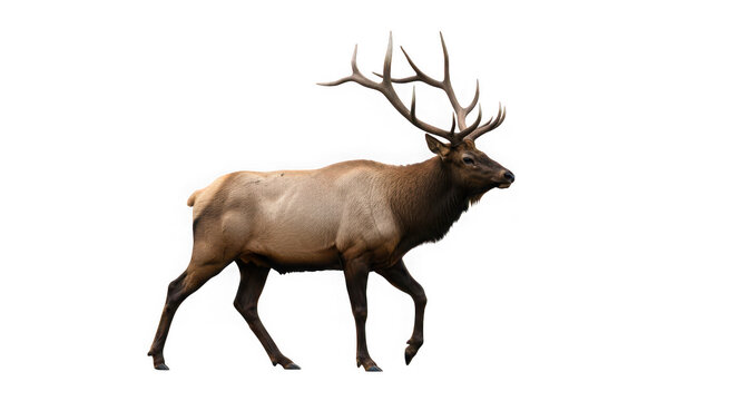 A majestic bull elk with large antlers walking confidently, isolated on transparent background - Powered by Adobe