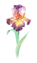 Iris. Watercolor handmade illustration. For packaging design, cards, cover, prints, product labels and fabric.