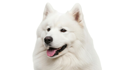 Isolated Samoyed dog portrait with tongue sticking out, happy and eager, looking at viewer