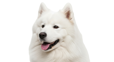 Isolated Samoyed dog portrait with tongue sticking out, happy and eager, looking at viewer