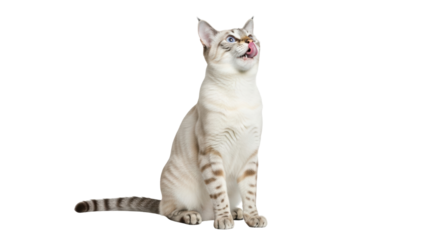 Isolated Snow Bengal cat sitting, licking nose, beautiful eyes, tabby markings, pet studio