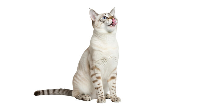 Isolated Snow Bengal cat sitting, licking nose, beautiful eyes, tabby markings, pet studio