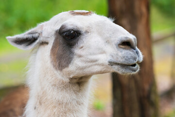 Llama head closeup with natural forest background.