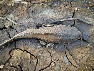 Dead Hypostomus plecostomus fish lying on the ground.