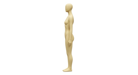 Isolated female mannequin in a vertical profile, human form, artificial body, clothing display