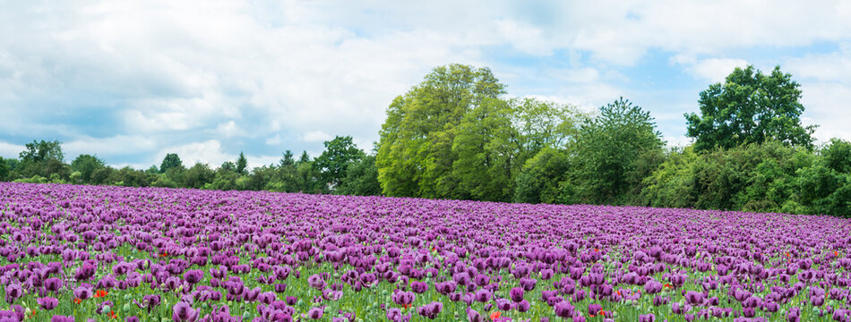 Spring opium poppy field with beautiful purple blooms in panoramic scenery. Papaver somniferum. Flowering breadseed poppies grow in idyllic scenic landscape with green trees, blue sky or white clouds.