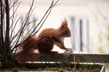 Eichhörnchen auf dem Balkon