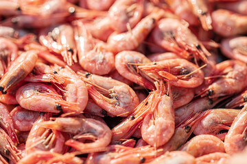 Freshly caught pink shrimp glistening in sunlight.