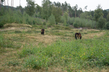 Region Teutoburger Wald