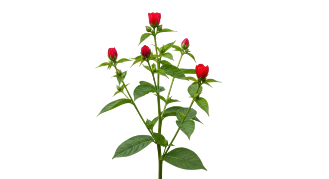 Isolated plant with red flower buds ready to blossom in a natural setting concept design