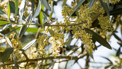 European olive tree (Olea europaea) producing clusters of small creamy-white flower buds in the axils of greenish leaves on flexible branches pollinated by a bee

