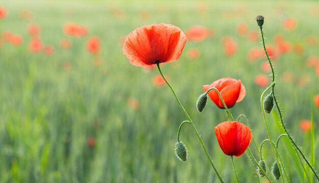 Closeup of red common poppy flowers in abstract floral background. Papaver rhoeas. Beautiful delicate corn rose blooms, buds and capsule with long hairy stems on blur green cornfield. Selective focus.