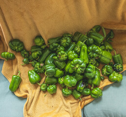 Freshly harvested green bell peppers on blanket.