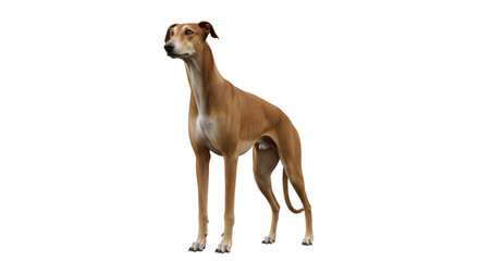 Isolated greyhound dog standing patiently, awaiting a command in full body view, canine