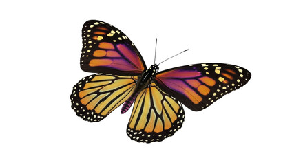 Fototapeta premium Isolated monarch butterfly is on a white background to be added to your design compositions