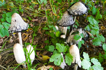 The edible mushroom White Ink Cap grows in the forest during the daytime in summer.
