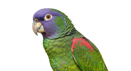 Isolated colorful parrot, vibrant and exotic plumage close-up on a simple background