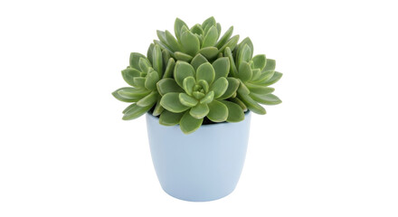 Isolated green succulent plant in pot, popular houseplant, decorative container, indoor garden