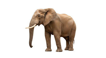 Fototapeta premium Isolated elephant stands, side view, in full size, in a natural pose; wildlife species