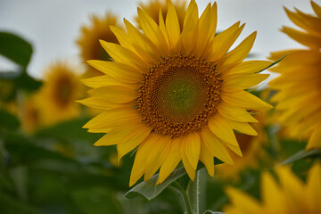 Yellow sunflower in close-up with bright petals on a natural green background in an agricultural field during summer