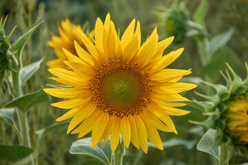 Yellow sunflower in close-up with bright petals on a natural green background in an agricultural field during summer