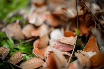 Dry Autumn Leaves on Grass with Warm Brown and Orange Tones