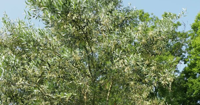 (Olea europaea) A spring-flowering olive tree with spreading branches covered with clusters of small, rounded white flowers in the axils of the shiny green and silvery oval leaves.
