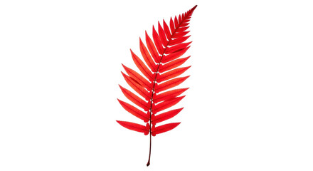 Isolated red fern leaf, autumn foliage, fall color, decorative botanical element, object © Dennis