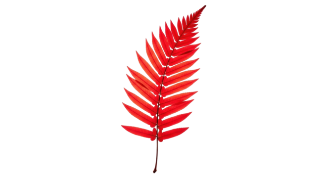 Isolated red fern leaf, autumn foliage, fall color, decorative botanical element, object