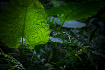 The taro flourishes in Taiwan's mountains.