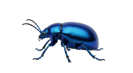 Isolated beetle with iridescent blue shell, crawling and gleaming, a detailed specimen