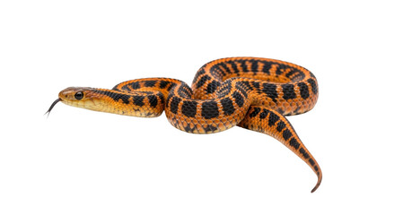 Isolated Texas rat snake orange and black color pattern with forked tongue in studio