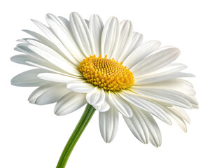 Elegant White Daisy Blossom Macro Shot with Vibrant Yellow Center Isolated on Black Background for Stunning Visuals