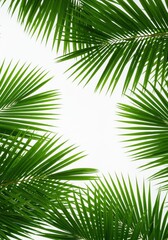 Obraz premium Tropical Palm Leaves on White Background with Copy Space