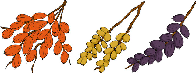 Detailed colored vector art of dates, showcasing dried dates. Ideal for food, culinary, or nature themed designs.