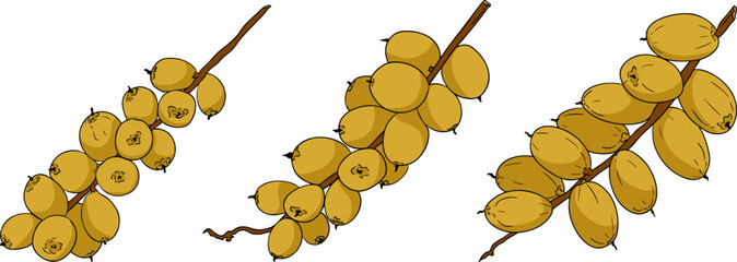 Detailed colored vector art of dates, showcasing dried dates. Ideal for food, culinary, or nature themed designs.