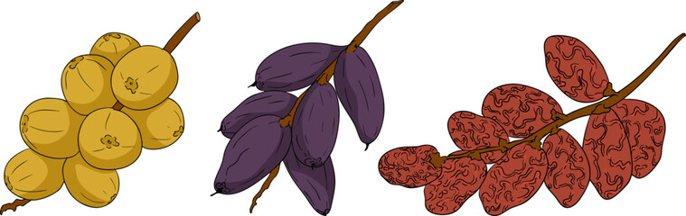 Detailed colored vector art of dates, showcasing dried dates. Ideal for food, culinary, or nature themed designs.
