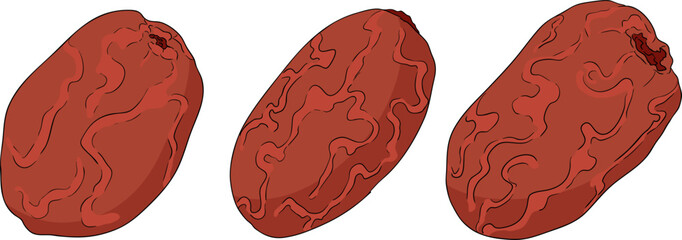 Detailed colored vector art of dates, showcasing dried dates. Ideal for food, culinary, or nature themed designs.