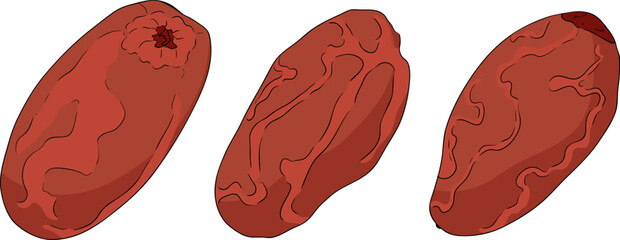 Detailed colored vector art of dates, showcasing dried dates. Ideal for food, culinary, or nature themed designs.