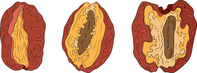 Detailed colored vector art of dates, showcasing dried dates. Ideal for food, culinary, or nature themed designs.