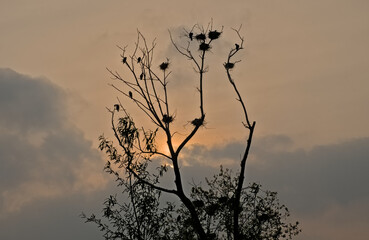 Bare tree with cormorant nests against a orange evening sky with clouds. Bourgoyen nature reserve, Ghent, Belgium 