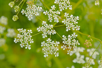 Umbles of white flowers of cow parsley - Anthriscus sylvestris 