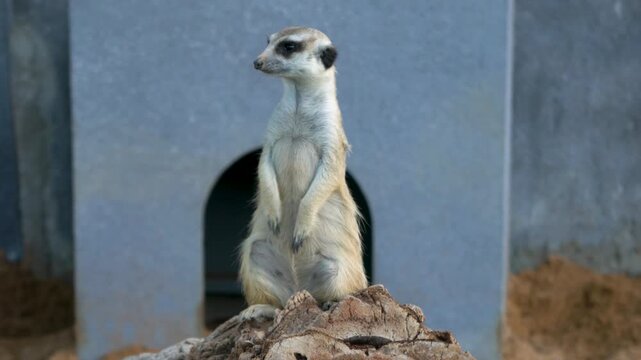 The gopher examined his entourage in the zoo on a sunny day.