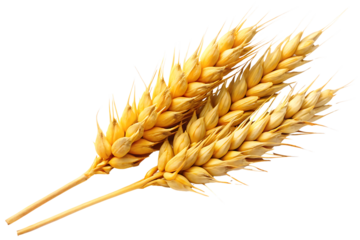 Golden Wheat Stalks on Black Background Detailed Agriculture Macro Shot Grain Harvest Agriculture and Farming Concepts