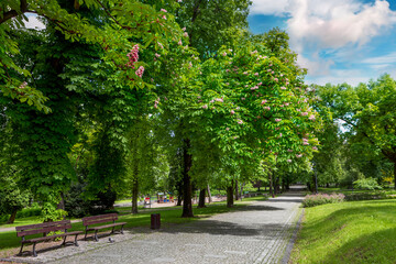 Blooming chestnut trees in city park