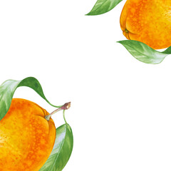 A square frame made in watercolor, with juicy fruits painted by hand. Whole juicy oranges and beautiful green leaves. A botanical template with seasonal fruits with an empty place to insert.