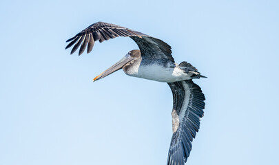Brown pelican in flight above the Pacific Ocean. Large seabird with wings outstretched gliding gracefully over blue water, symbol of coastal wildlife and marine freedom in California, USA