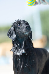 happy dog with his toy  in the pool