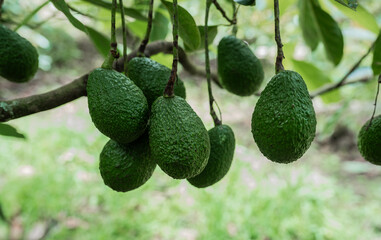 Aguacates frescos en rama, cultivo orgánico en plantación agrícola