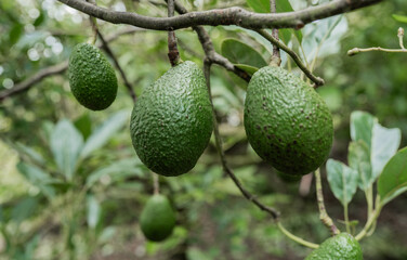 Aguacates verdes creciendo en ramas de árbol en un cultivo natural